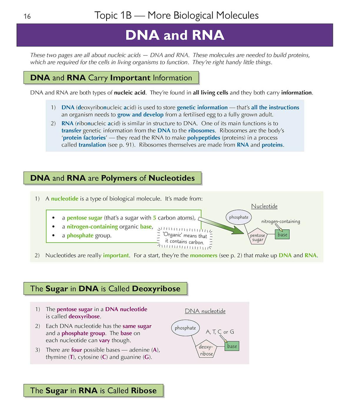 Sample page showing DNA and RNA topic with clear diagrams and highlighted key terms