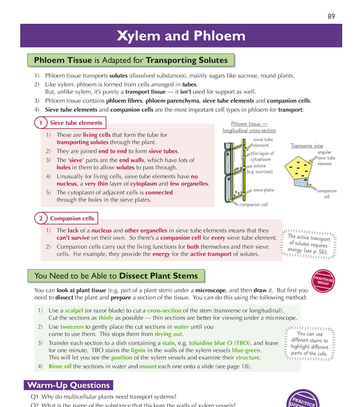 Sample page showing detailed xylem and phloem transport diagrams and study notes