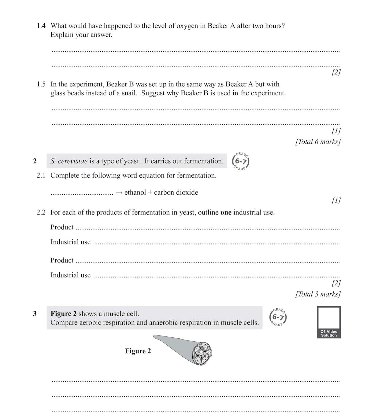 Sample exam questions on respiration and fermentation with space for answers