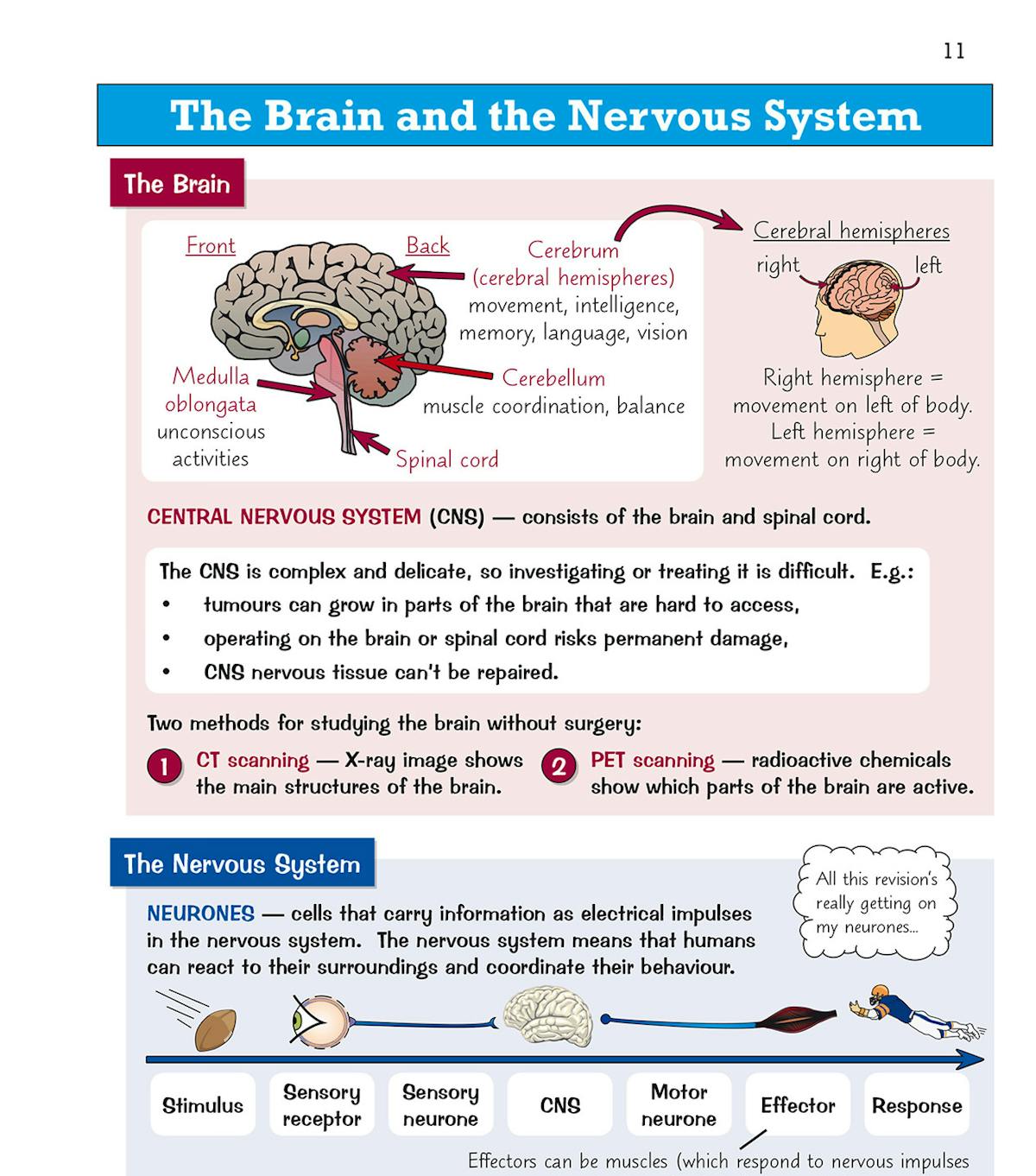 The Brain and the Nervous System spread with labelled brain diagram, neurone pathway and synapse illustration