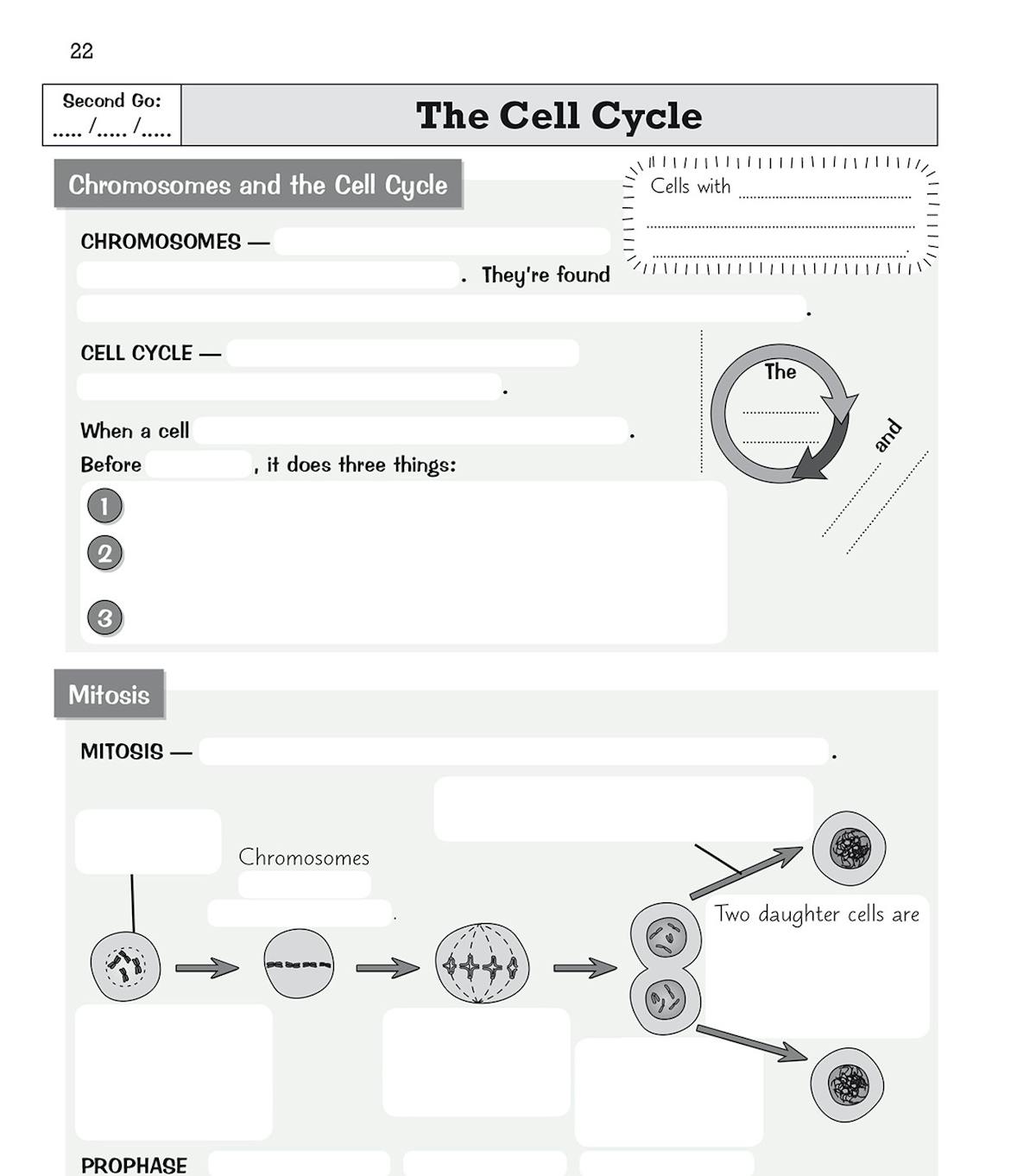 Second Go retrieval page for the cell cycle with fewer prompts and increased difficulty