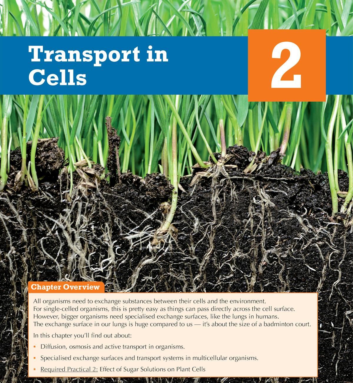 Chapter opener for Transport in Cells showing plant roots and soil with overview and prior knowledge questions