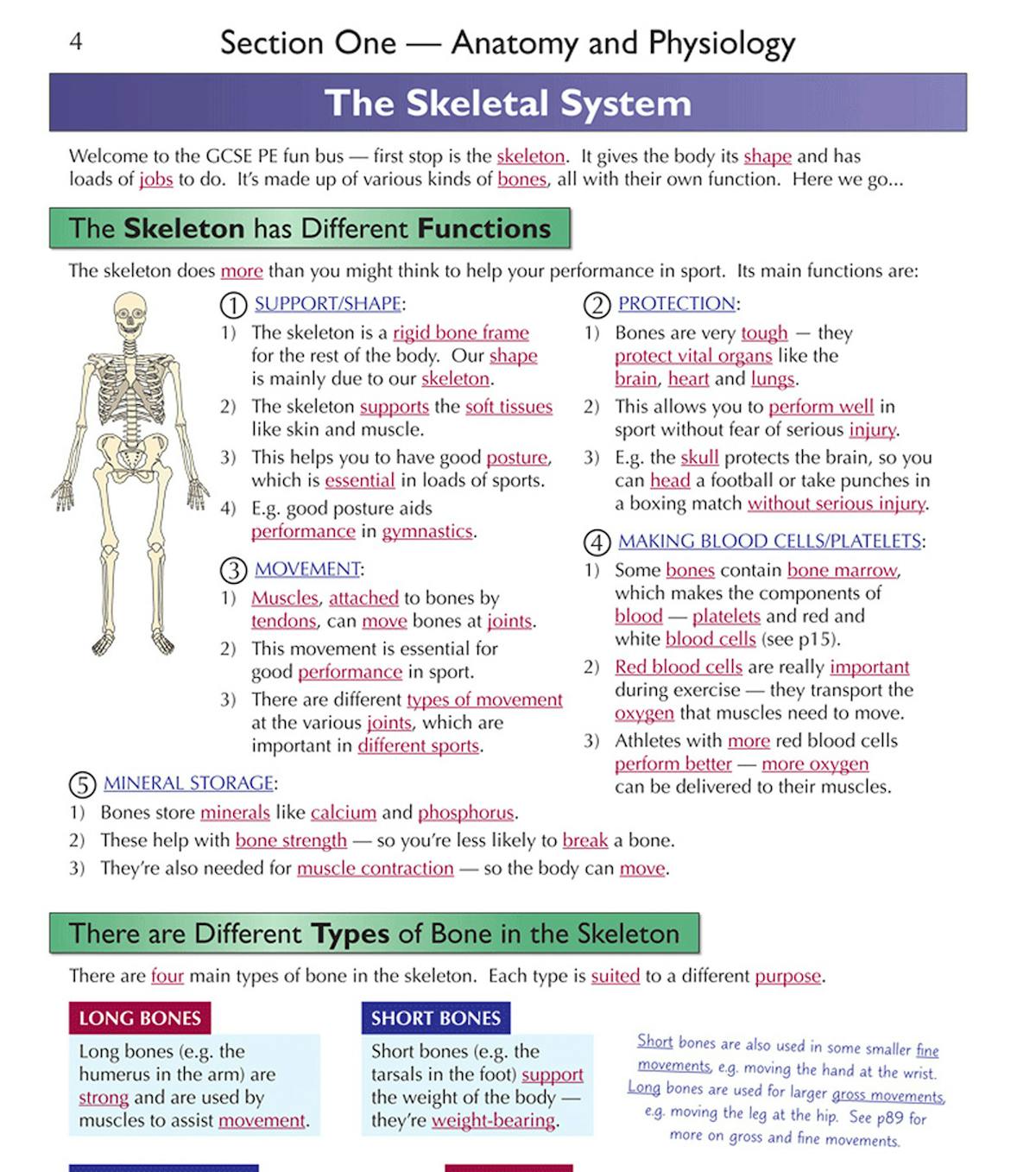 Inside pages showing skeletal system topic with colour-coded diagrams and revision tasks