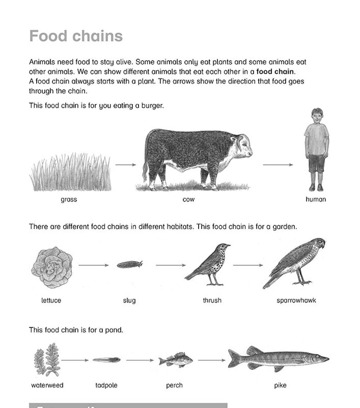 KS1 Science Revision Guide showing food chains diagrams and test yourself questions