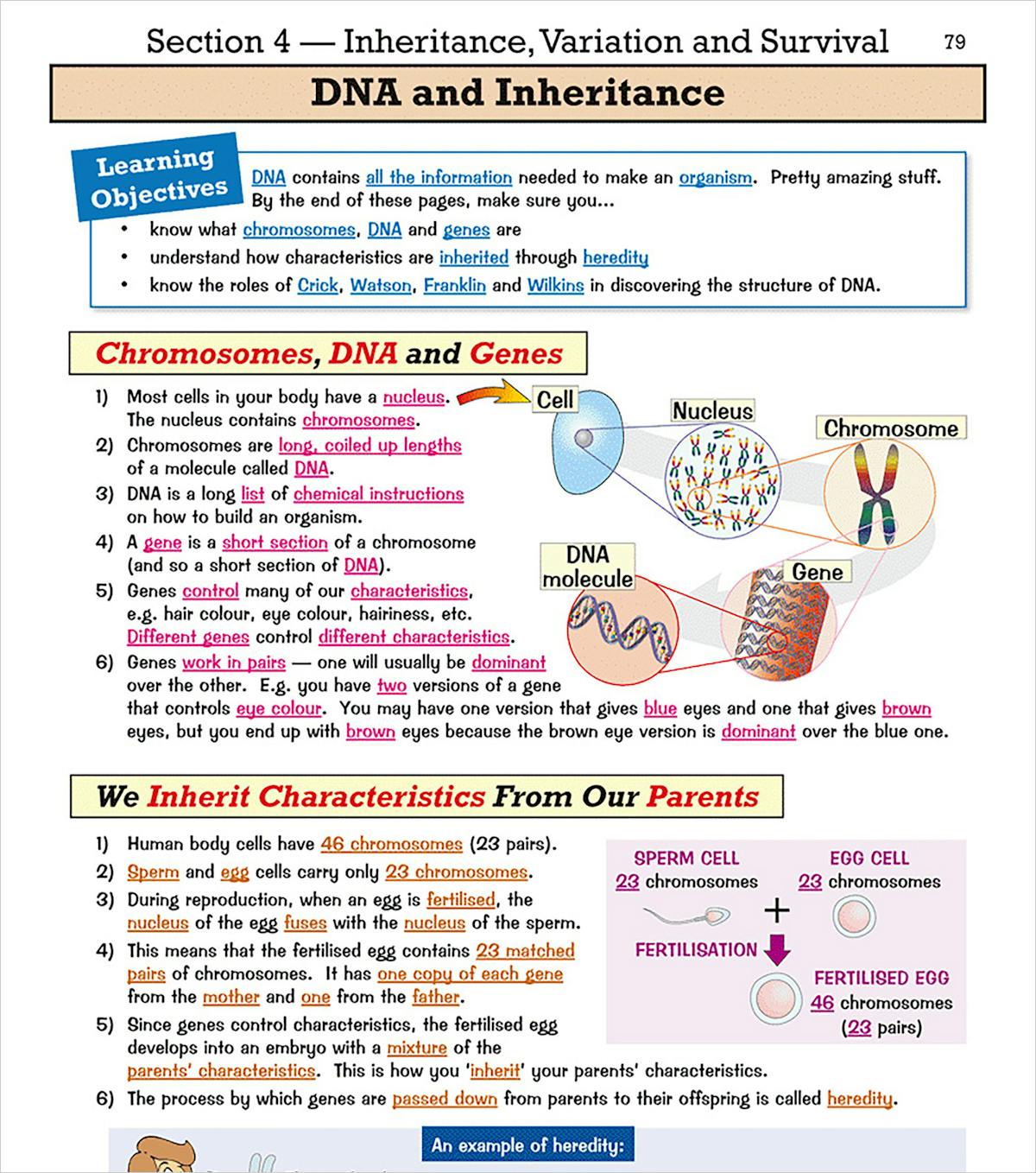 Example question page showing quick-fire questions and practice questions on DNA structure and chromosomes