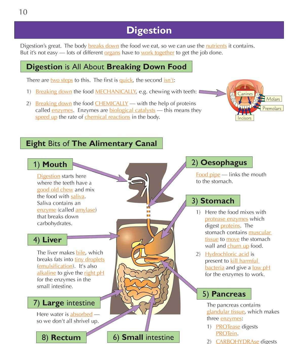 Sample page from the digestion topic showing clear diagrams and colour-coded explanations