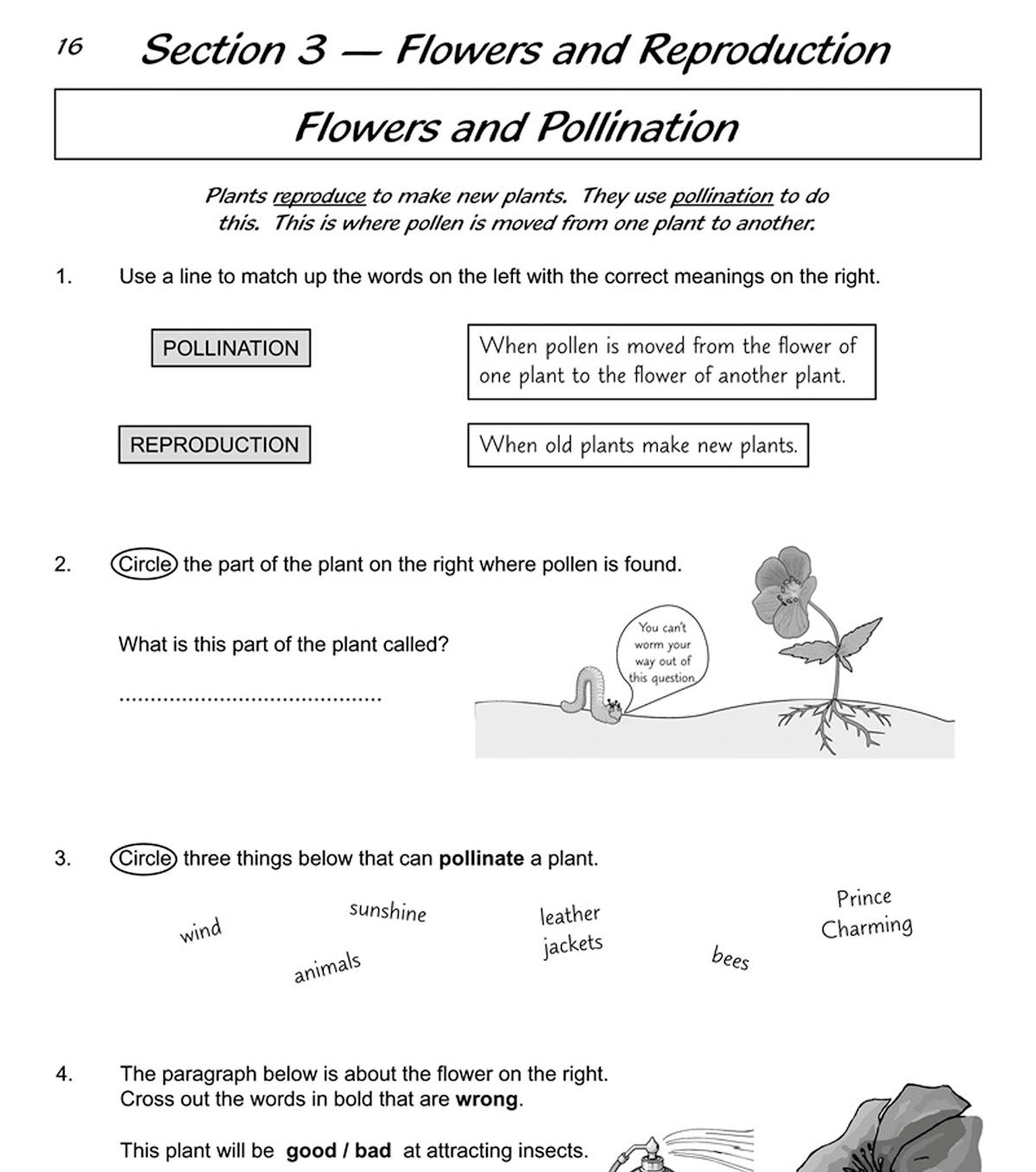 Inside page showing flowers and pollination activities with matching exercises and diagrams