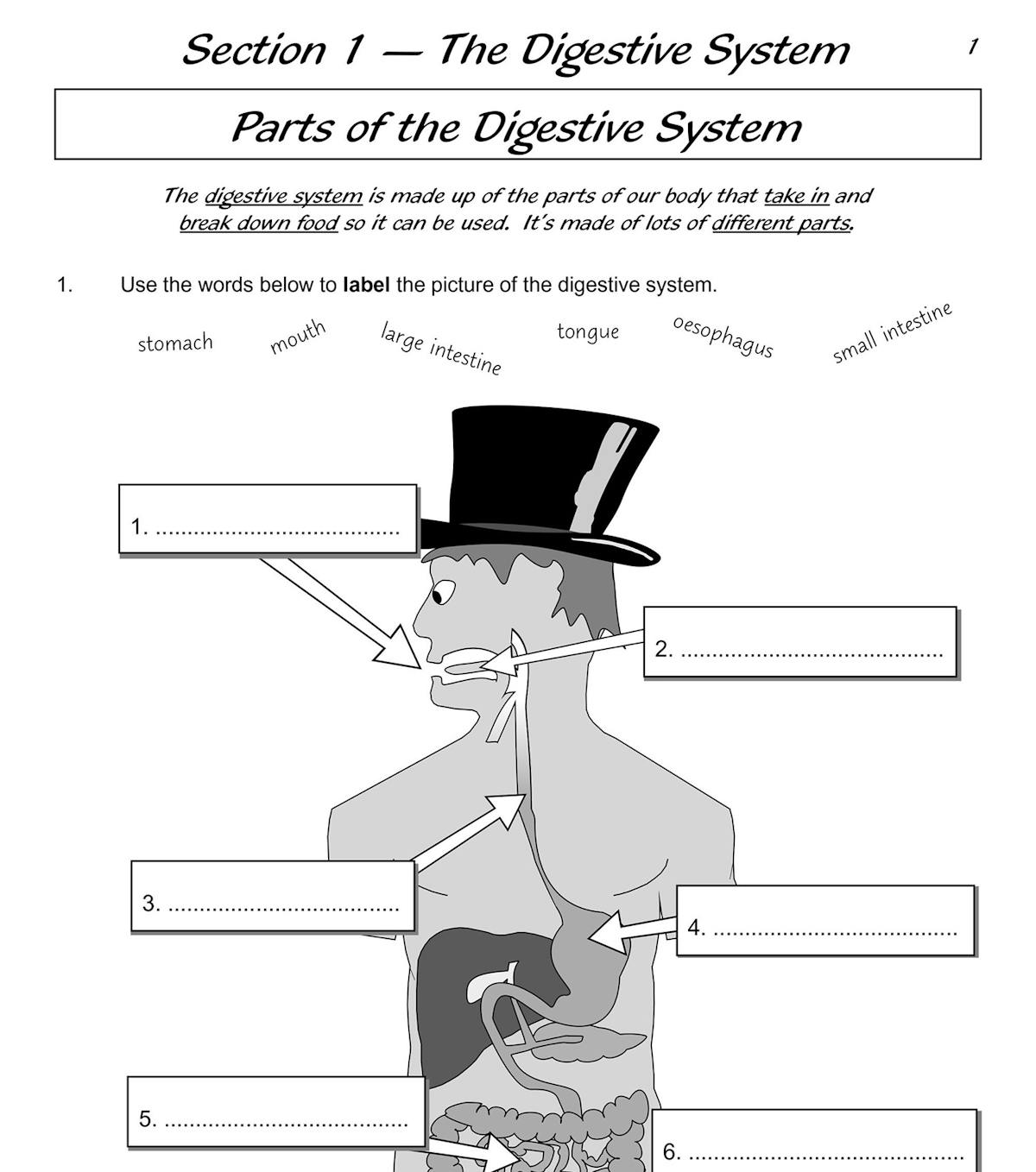 Year 4 Science Workout book cover showing teeth, digestion and food chains topics