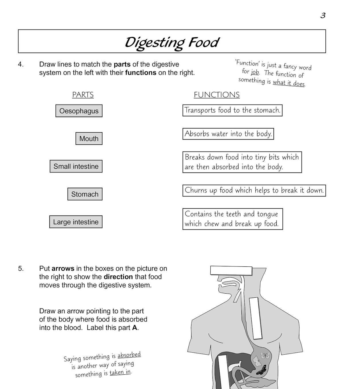 Inside pages showing digestion questions with diagrams of the digestive system