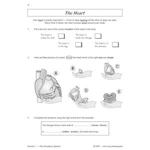 Year 6 Science Workout - Circulation & Keeping Healthy (Ages 10-11) Look Inside Image 3