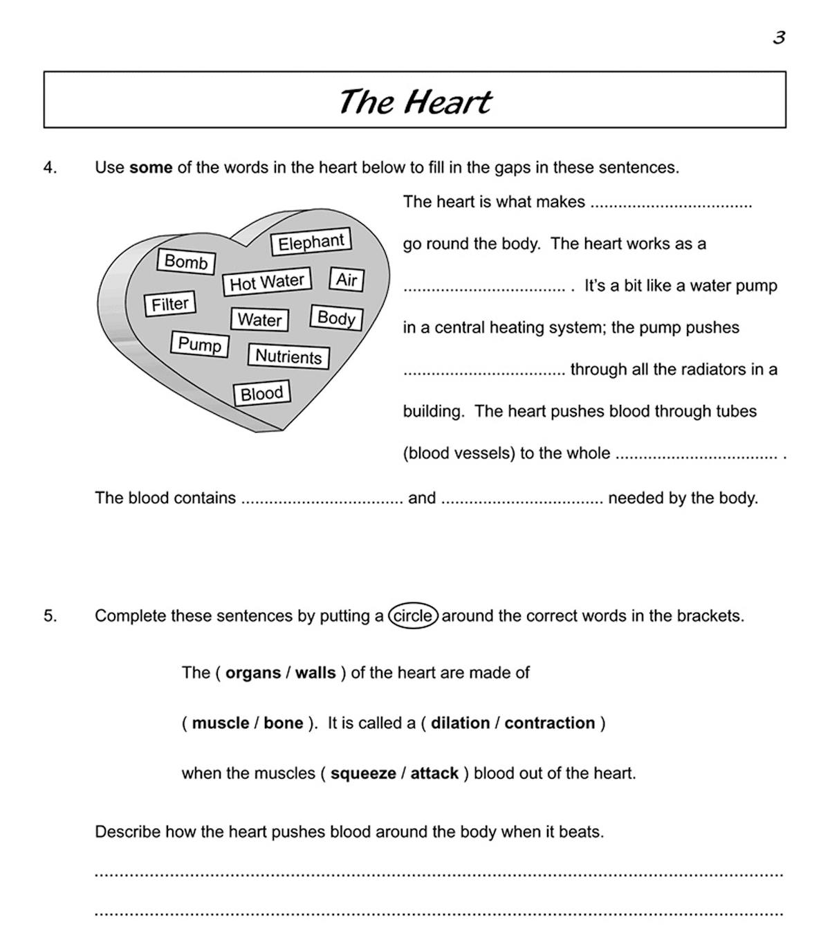 Inside pages showing fill-in-the-blank questions and investigation prompts about the circulatory system
